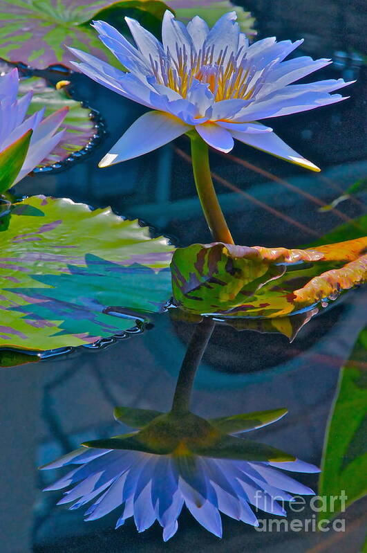 Waterlily Poster featuring the photograph Pastels In Water by Byron Varvarigos