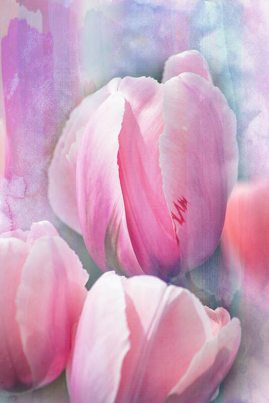 Pastel Poster featuring the photograph Pastels of Spring by John Rivera