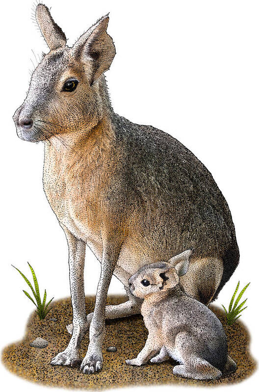 Patagonian Mara Poster featuring the photograph Patagonian Mara, D. Patagonum by Roger Hall