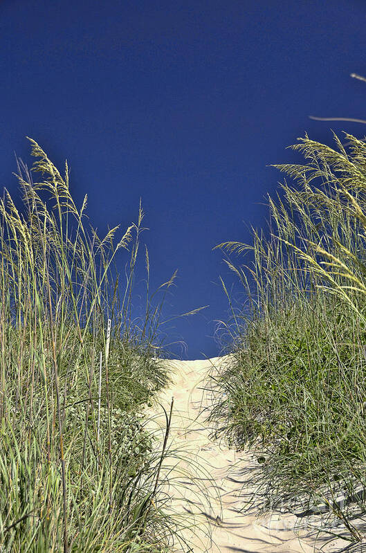 Path Through The Dunes Poster featuring the photograph Path Through the Dunes by Allen Beatty