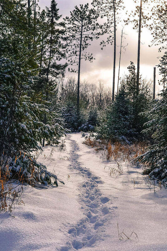 Snow Poster featuring the photograph Pathways by Jody Partin