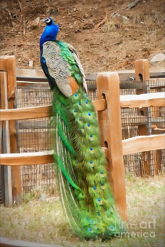 Peacock Poster featuring the photograph Peacock by Michelle Frizzell-Thompson