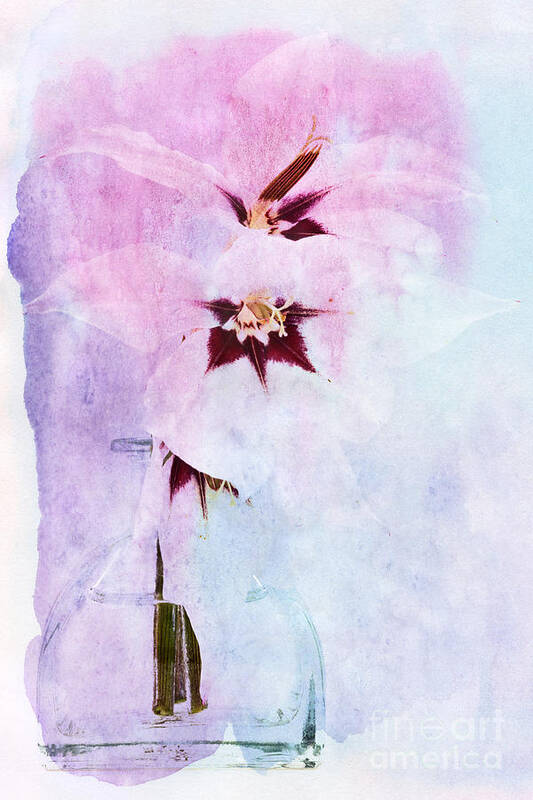 Orchid Poster featuring the digital art Peacock Orchids by Ann Garrett