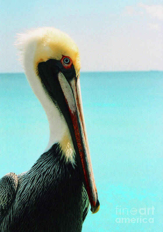  Poster featuring the photograph Pelican Profile and Water by Heather Kirk
