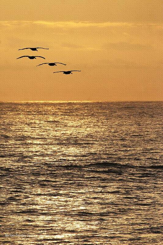 Pelicans Poster featuring the photograph Pelicans Ocean And Sunsetting by Tom Janca