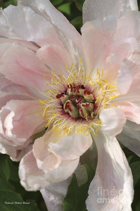 Flower Poster featuring the photograph Peonie In Soft Pink by Deborah Benoit
