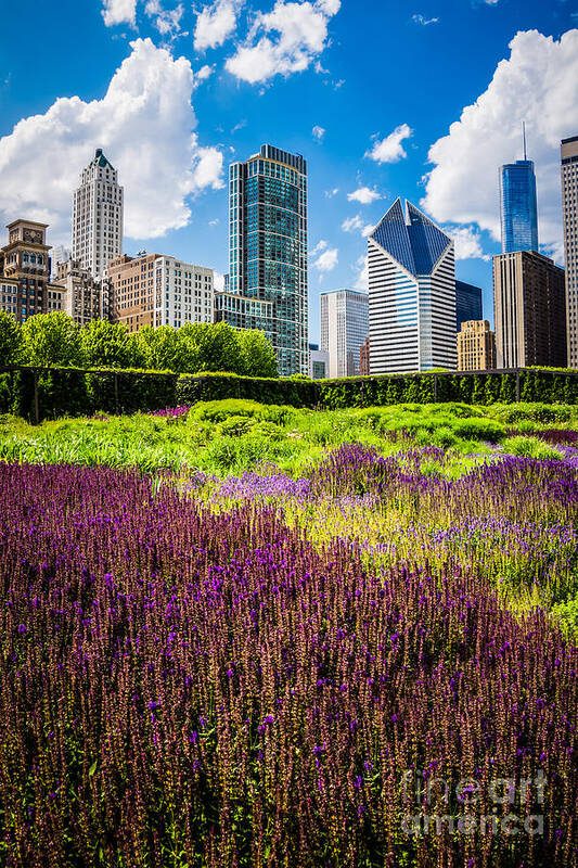 2012 Poster featuring the photograph Picture of Chicago Skyline with Lurie Garden Flowers by Paul Velgos