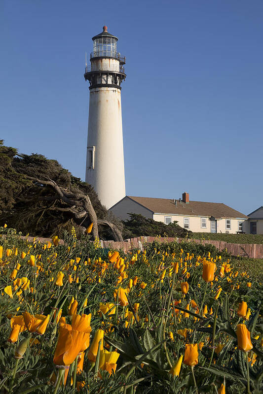 3scape Poster featuring the photograph Pigeon Point Lighthouse and California Poppies by Adam Romanowicz