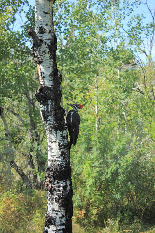 Woodpecker Poster featuring the photograph Pileated Woodpecker in the aspen parkland by Jim Sauchyn