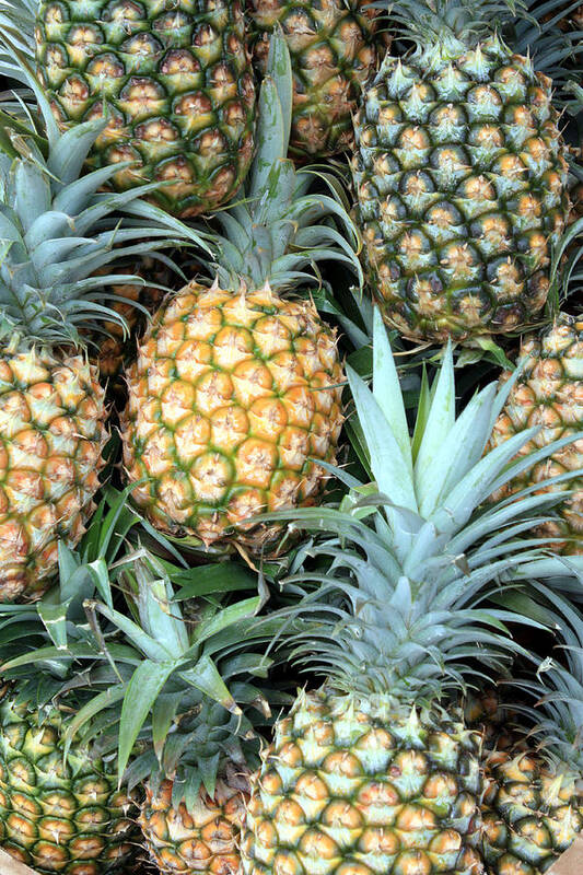 Pineapples Poster featuring the photograph Pineapple Paradise by Karen Nicholson