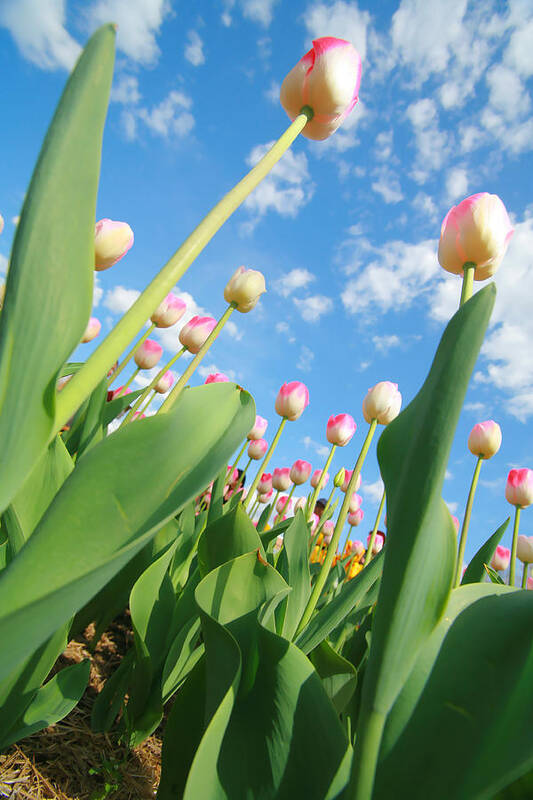 Tulips Poster featuring the photograph Pink and White Tulips 01 by Keith Thomson