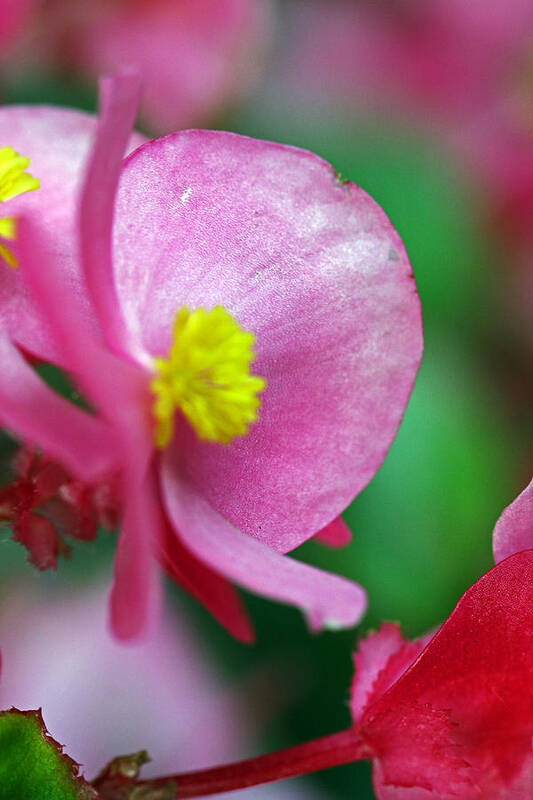 Flowers Poster featuring the photograph Pink Begonia by Jennifer Robin