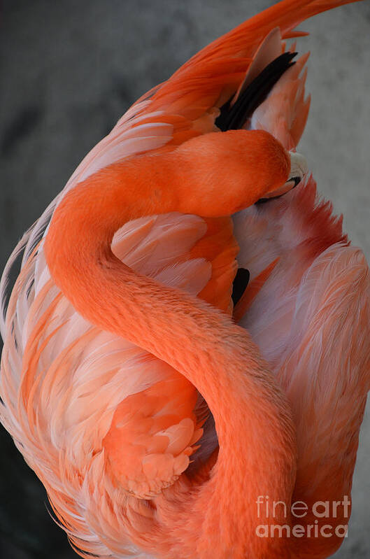 Pink Flamingo Poster featuring the photograph Pink Flamingo by Robert Meanor