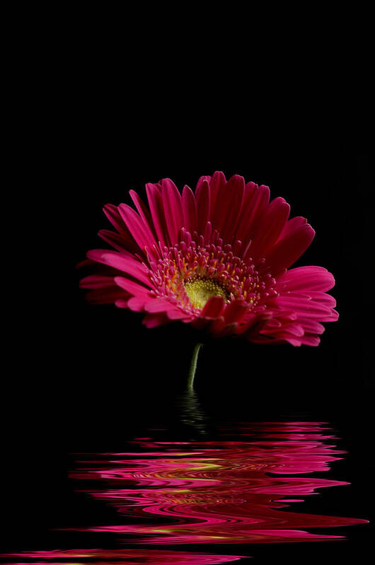 Pink Gerbera Flower Poster featuring the photograph Pink Gerbera Flood 1 by Steve Purnell