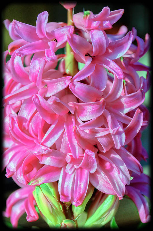 Flower Poster featuring the photograph Pink Hyacinth by Tikvah's Hope