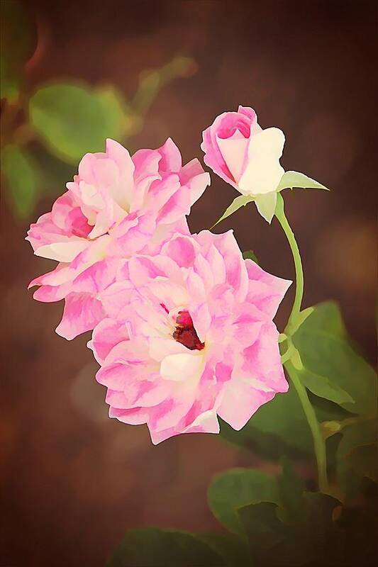 Rose Poster featuring the photograph Pink Iceberg by Jean Connor