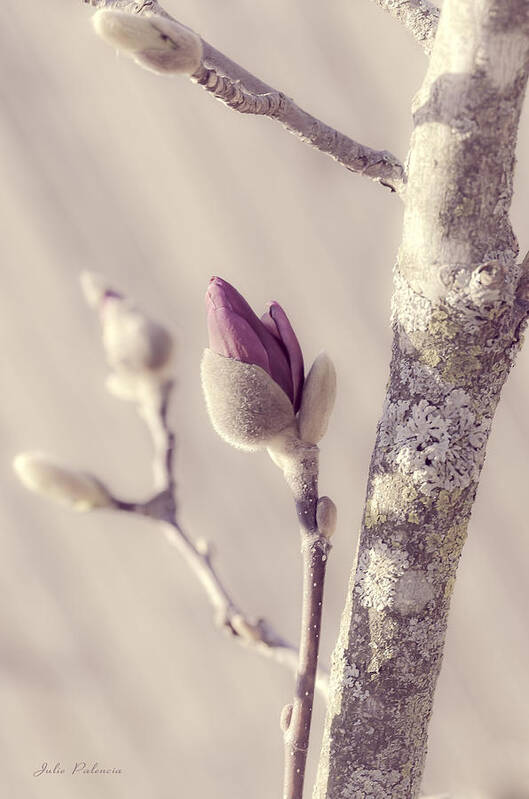 Close-up Poster featuring the photograph Pink Magnolia Bud by Julie Palencia