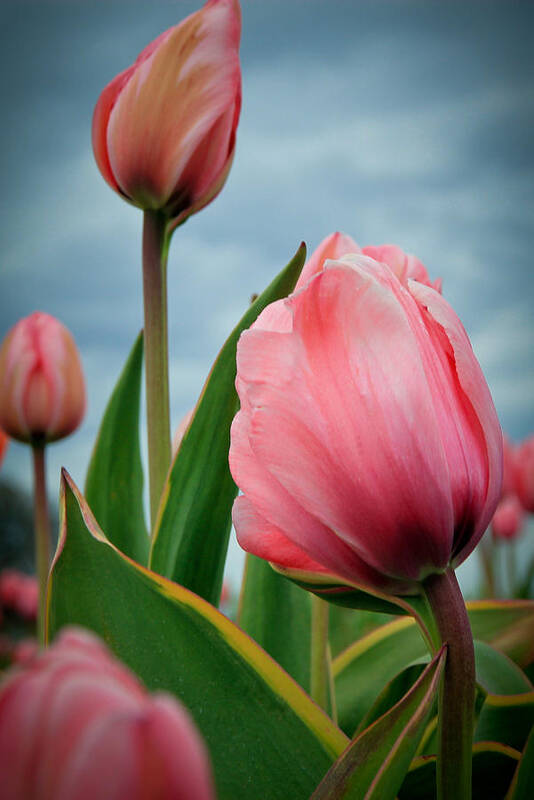 Tulips Poster featuring the photograph Pink Passion by Athena Mckinzie