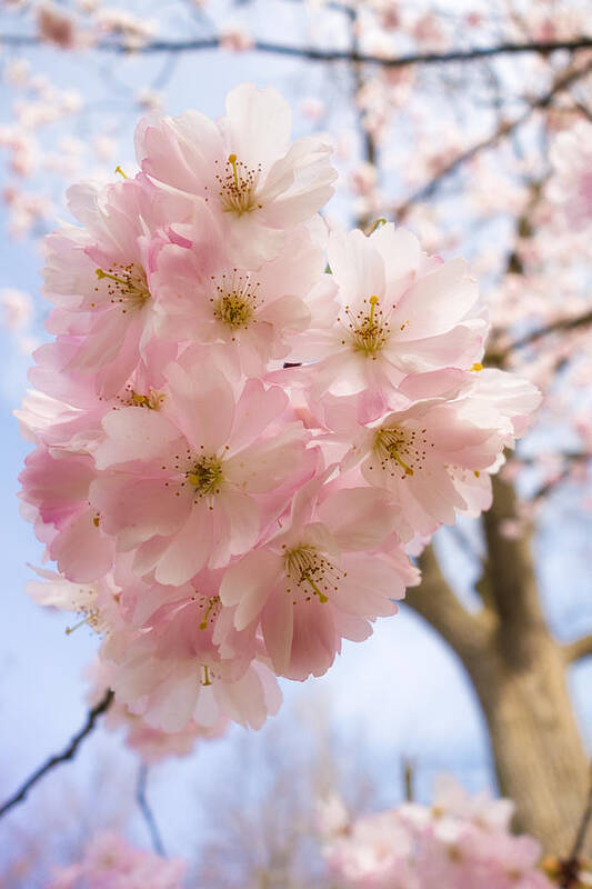 Pink Poster featuring the photograph Pink spring blossom light blue sky by Matthias Hauser