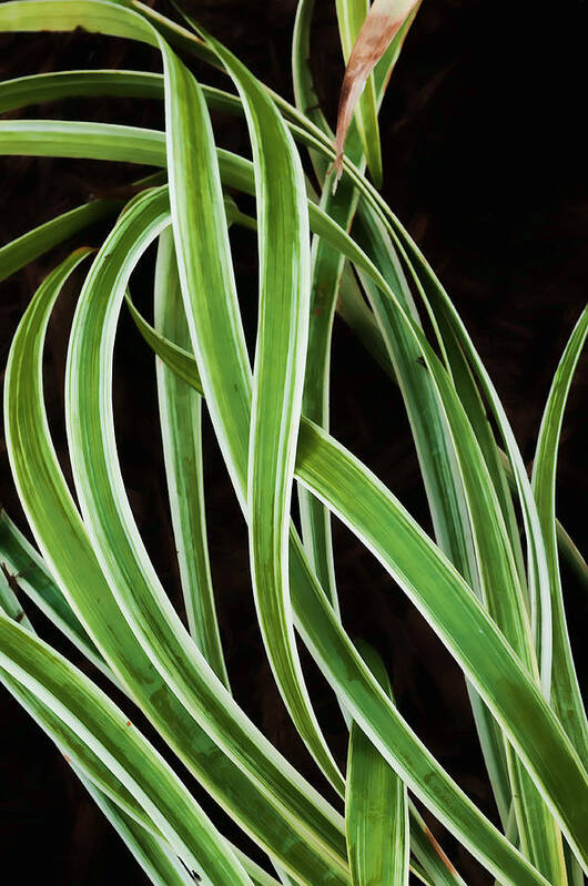 Green Poster featuring the photograph Plant Abstract by Gary Slawsky