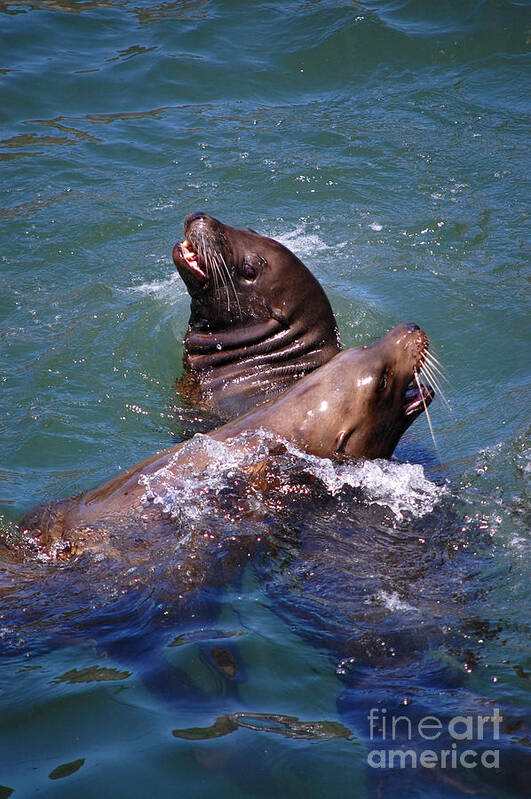 Sea Lions Poster featuring the photograph Playing Pair of Sea Lions by Debra Thompson