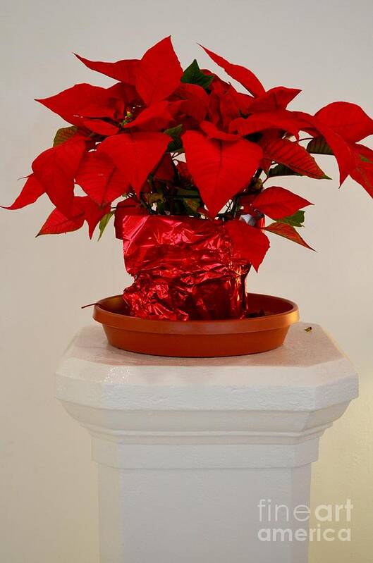 Poinsettia Poster featuring the photograph Poinsettia on a Pedestal No 1 by Mary Deal