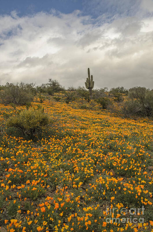 Poppies Poster featuring the photograph Poppies at Peridot by Tamara Becker