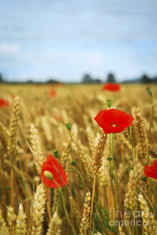 Poppy Poster featuring the photograph Red poppies in grain field by Elena Elisseeva