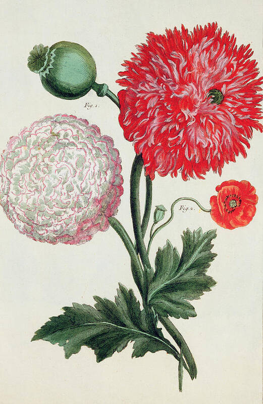 Botany Poster featuring the painting Poppy by Basilius Besler