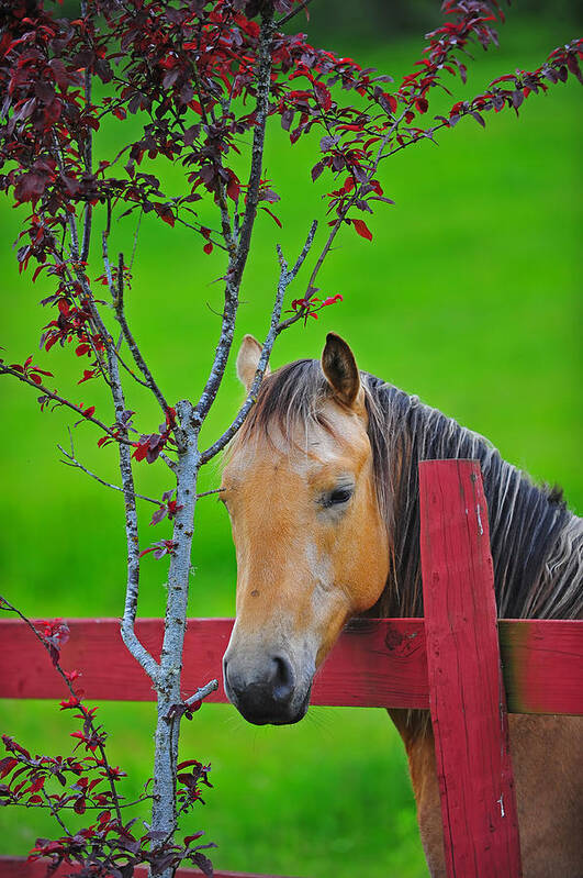 Horse Poster featuring the photograph Portrait of a horse by Jim Boardman