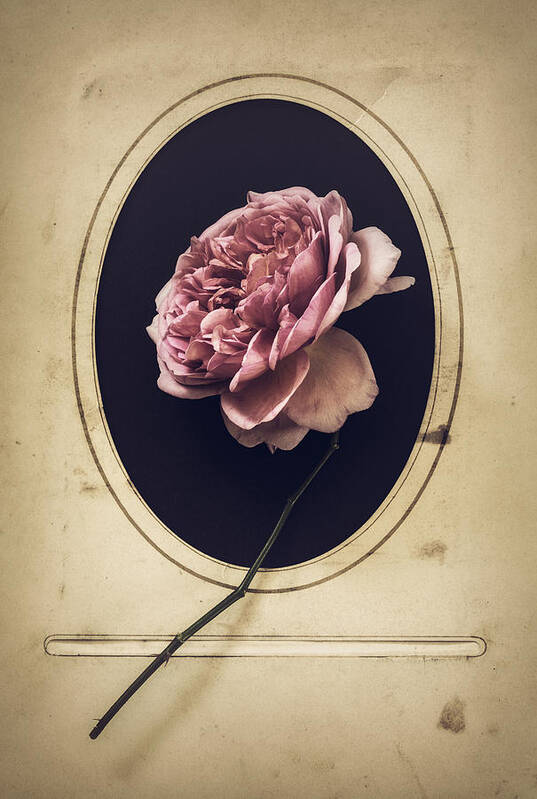 Rose Poster featuring the photograph Portrait of a Rose by Amy Weiss