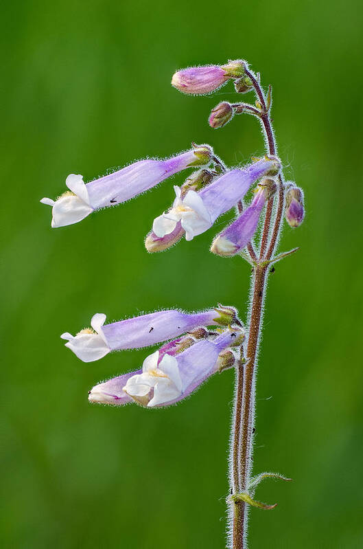 Penstamon Poster featuring the photograph Prairie Penstamon by Jim Zablotny