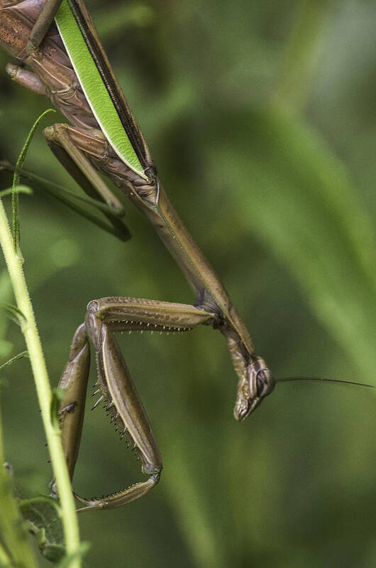 Daddy Longlegs Poster featuring the photograph Praying Mantis 002 by Donald Brown