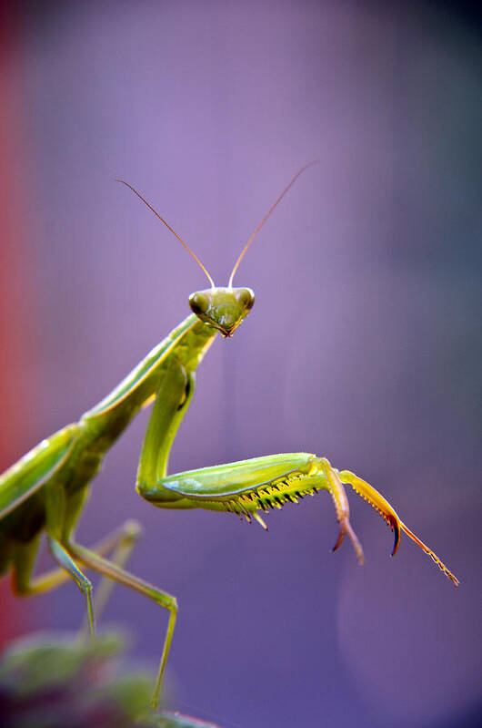 Insect Poster featuring the photograph Praying Mantis by Eric Rundle