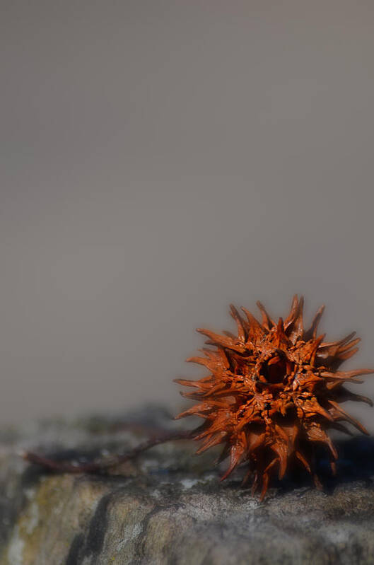 Sweet Gum Seed Pod Poster featuring the photograph Prickly Thing by Beth Venner