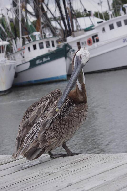  Poster featuring the photograph Pride of Shem Creek by Virginia Bond