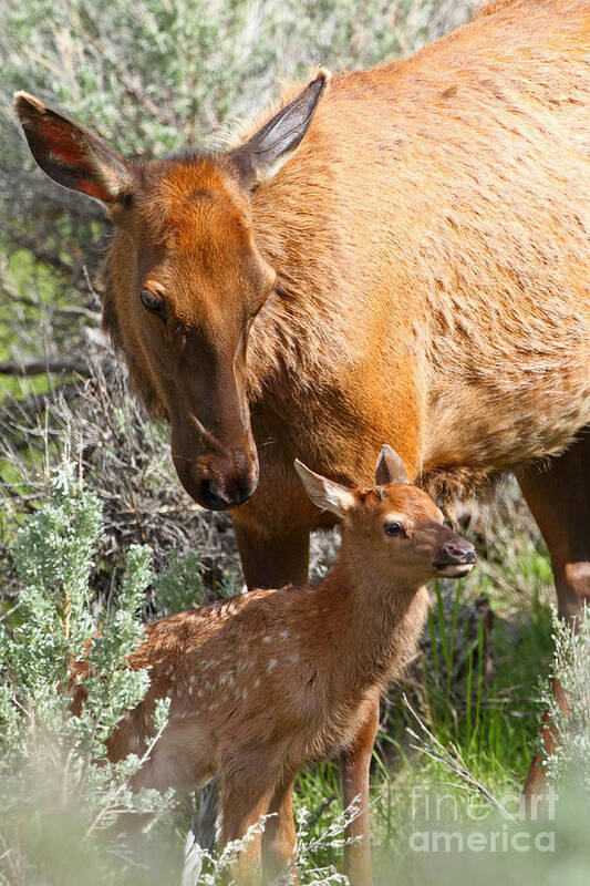 Elk Poster featuring the photograph Proud Mom by Bill Singleton