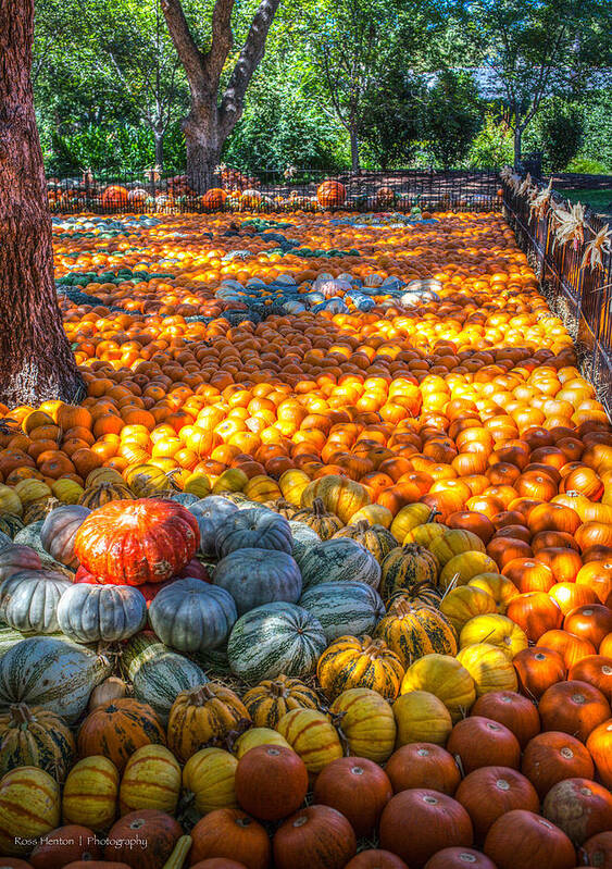 Hdr Poster featuring the photograph Pumpkin Patch by Ross Henton