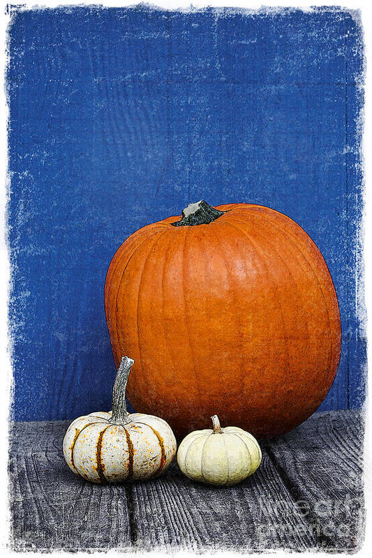 Pumpkin Poster featuring the photograph Pumpkins by Elena Nosyreva
