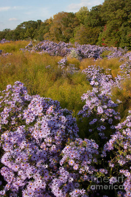 Aster Poster featuring the photograph Purple Asters by Chris Scroggins