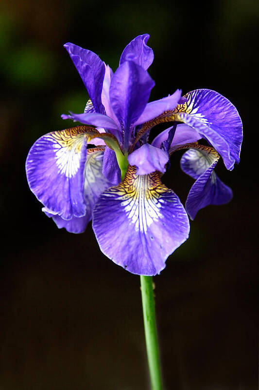 3scape Poster featuring the photograph Purple Iris by Adam Romanowicz