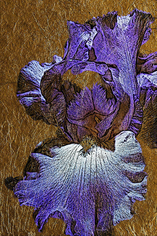 Iris Poster featuring the photograph Purple Iris Gold Leaf by Phyllis Denton