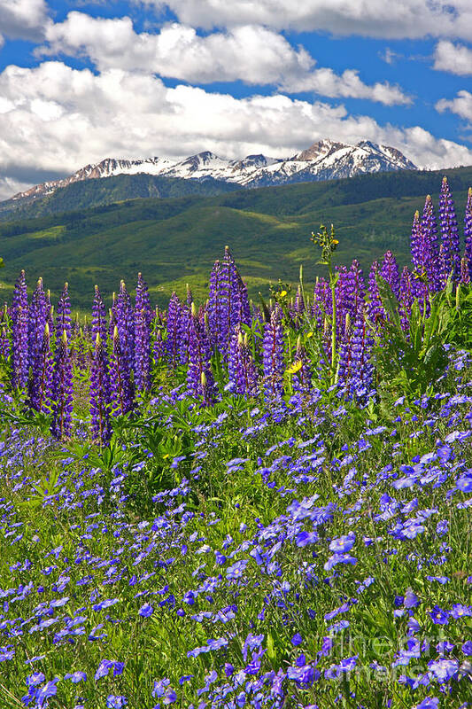 Floral Poster featuring the photograph Purple Mountain Majesty by Bill Singleton