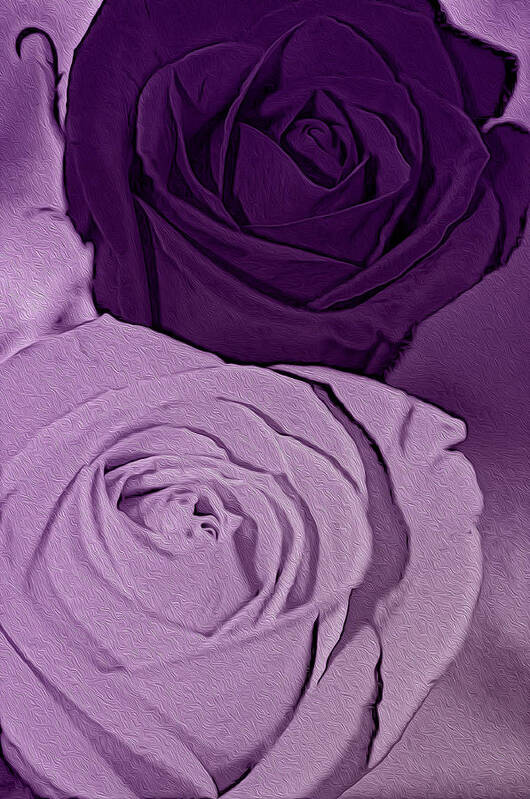 Rose Poster featuring the digital art Purple my favorite by Teri Schuster