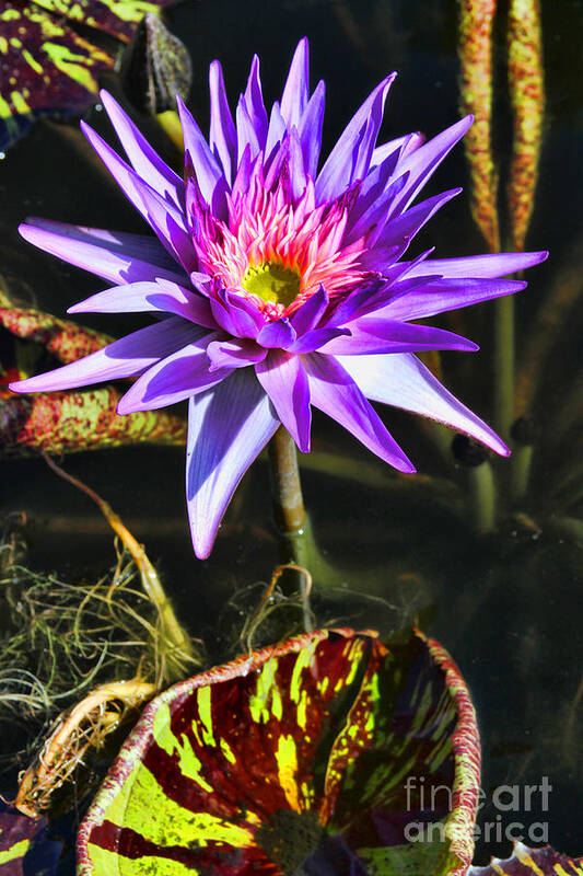 Lily Poster featuring the photograph Purple Star Water Lily By Diana Sainz by Diana Raquel Sainz