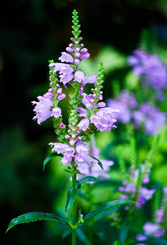 Bellflower Poster featuring the photograph Purples by Christi Kraft