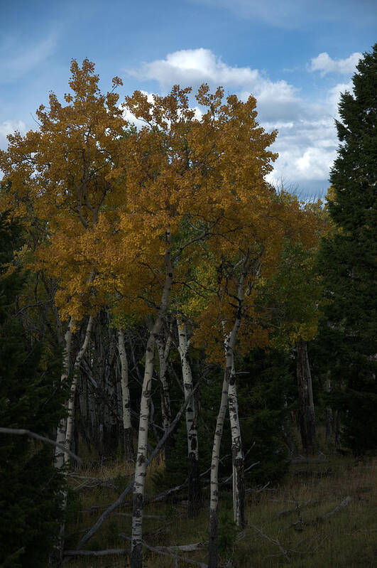Gold Poster featuring the photograph Quaking Aspen by Frank Madia