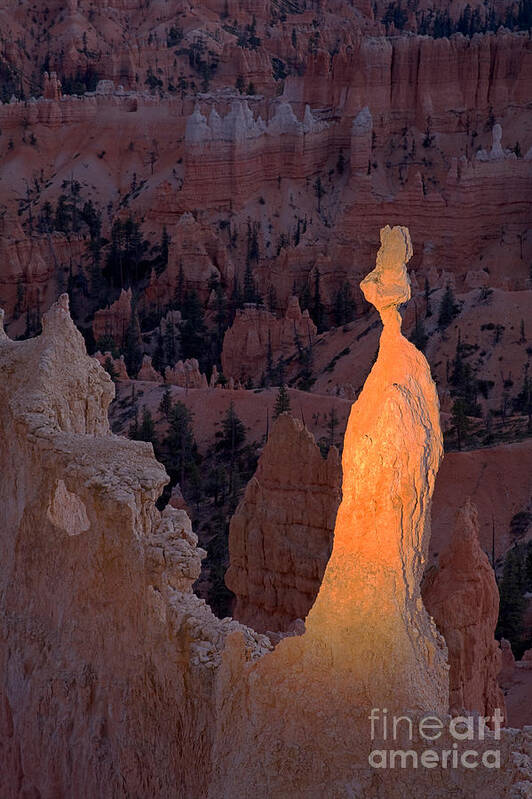 Autumn Poster featuring the photograph Rabbit Sunset Point Bryce Canyon National Park by Fred Stearns
