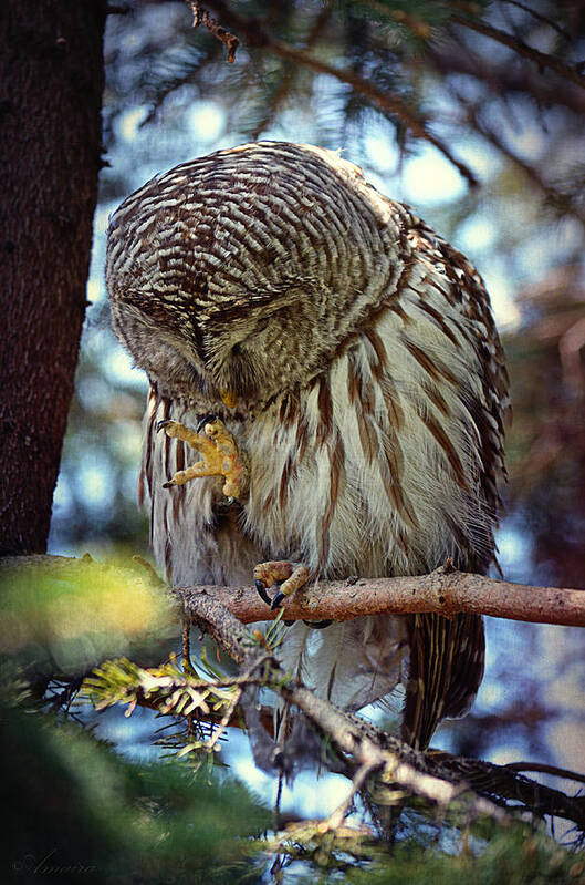 Eight Hooter Poster featuring the photograph Rain Owl by Maria Angelica Maira