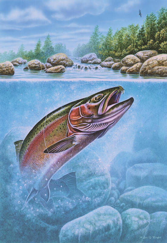 Jon Q Wright Poster featuring the painting Rainbow Trout Split Level by JQ Licensing